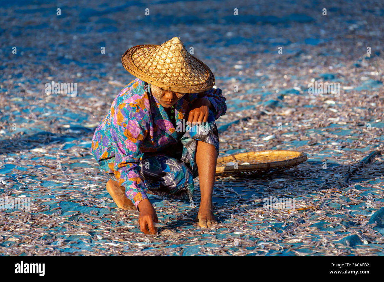 Ngapali Beach. Myanmar. 02.08.13. Die burmesische Frauen ausbreiten Fisch in den frühen Morgen die Sonne in der Nähe des Fischerdorf am Ngapali Beach zu trocknen in Myanma Stockfoto