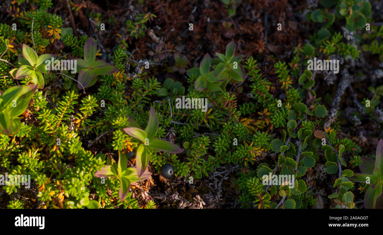 Hintergrund Der crowberry Dickicht in Nadelholz Blätter Beeren. Kleine schwarze Beeren in Blätter ähneln Nadeln. Heilpflanze der Region Murmansk. B Stockfoto