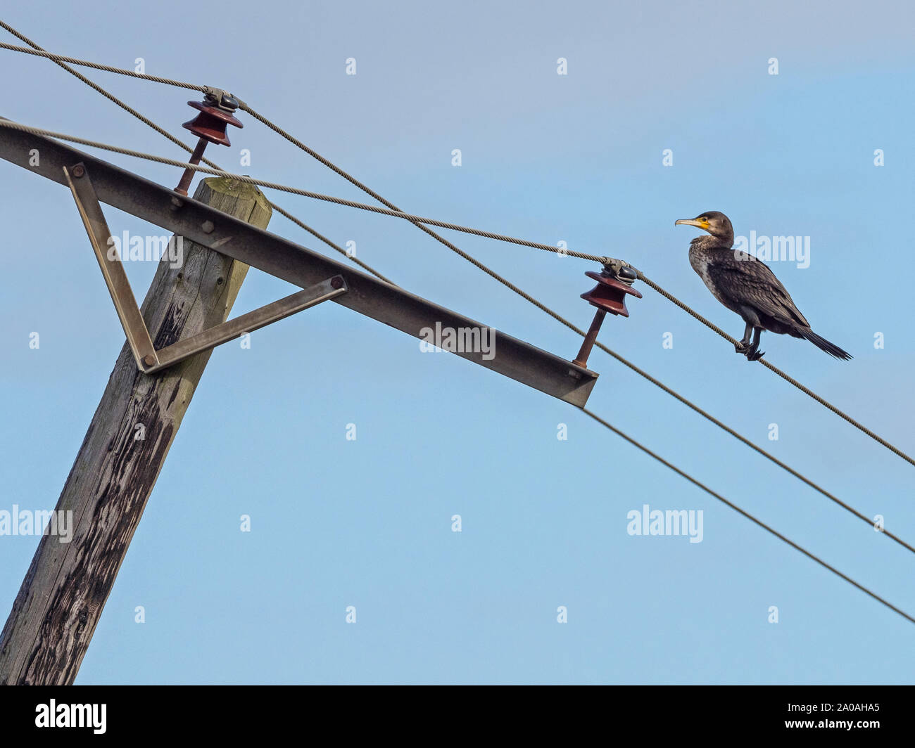 Kormoran (Phalacrocorax carbo) auf fernschreiber Kabel neben einem schiefen Telegraphenmast, Cambridgeshire, England gehockt Stockfoto