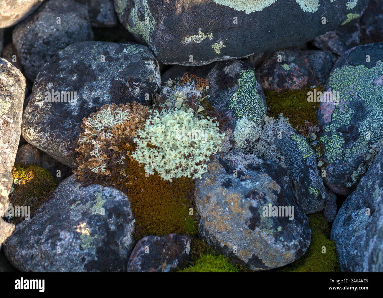 Flechten kuvertieren runden Steinen. Nördliche Breite. White Moss unter den Steinen. Stockfoto