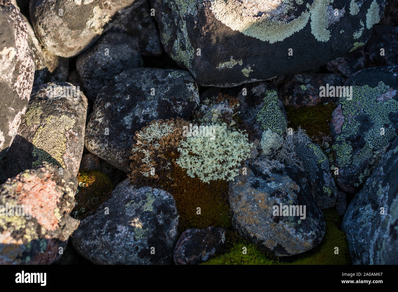 Flechten kuvertieren runden Steinen. Nördliche Breite. White Moss unter den Steinen. Stockfoto
