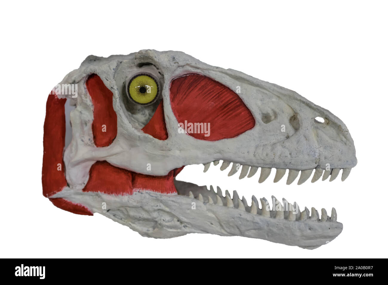 Schädel und Gesichtsmuskeln gefährlich und Carnivore velociraptor auf weißem Hintergrund mit offenen Mund und großen Zähnen isoliert Stockfoto