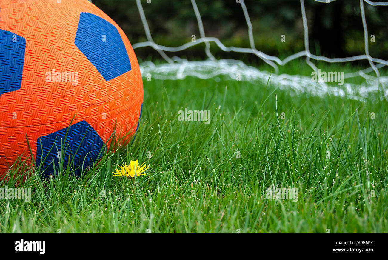 Orange und Blau Fußball in Gras und Löwenzahn und Sport net im Hintergrund Stockfoto
