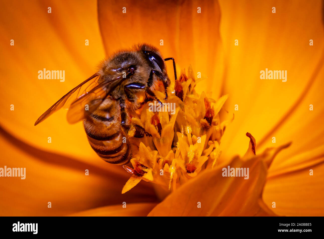 Biene Fütterung auf ein Orange Blume Stockfoto