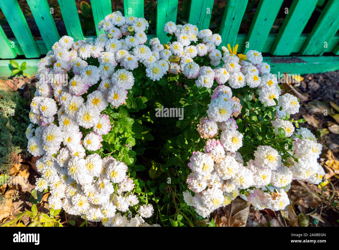 Weiße Blumen auf einem Busch im Garten. Stockfoto