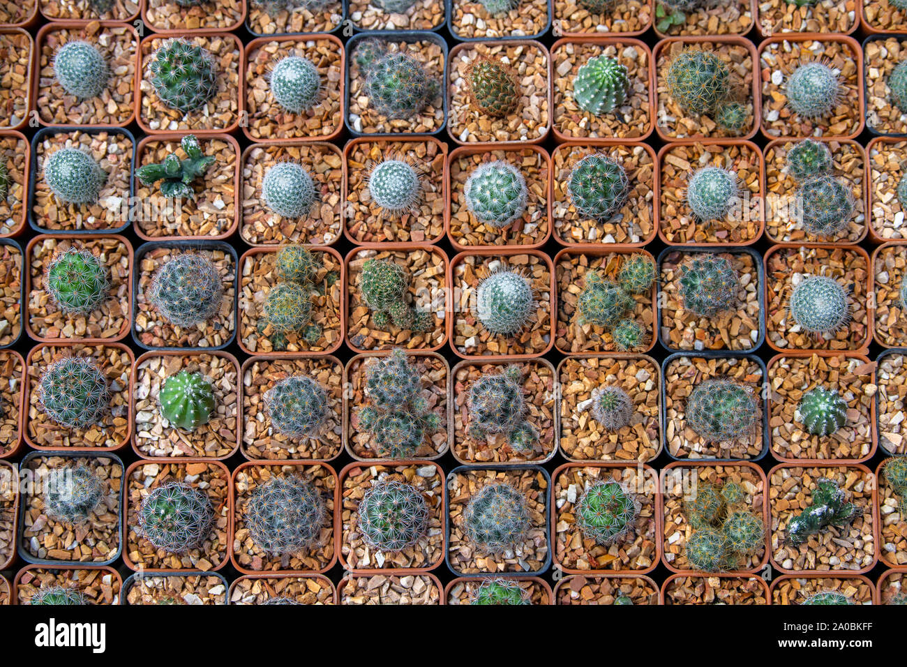 Kakteen und sukkulenten Pflanzen in den Blumenmarkt. Stockfoto