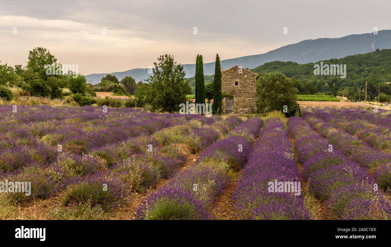 Lavendelfelder, Valensole, Provence, Frankreich Stockfoto