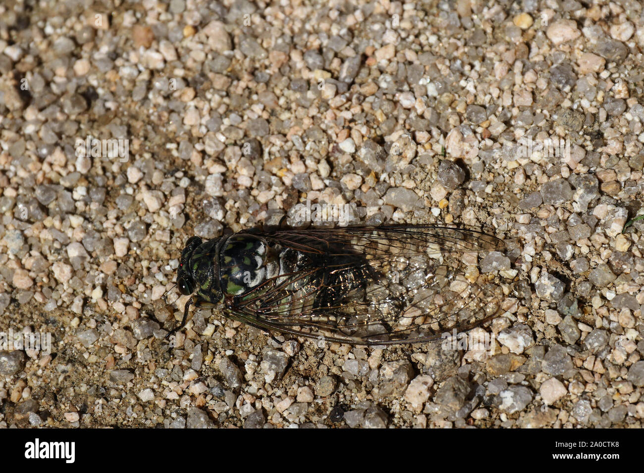 Große Zikade schließen bis auf Sand an einem sonnigen Tag Stockfoto