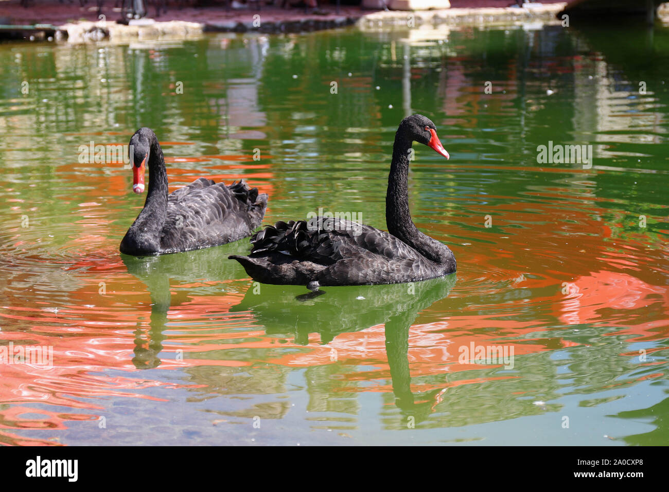 Zwei schwarze Schwäne schwimmen entlang der grünen Wasser des Teiches Stockfoto