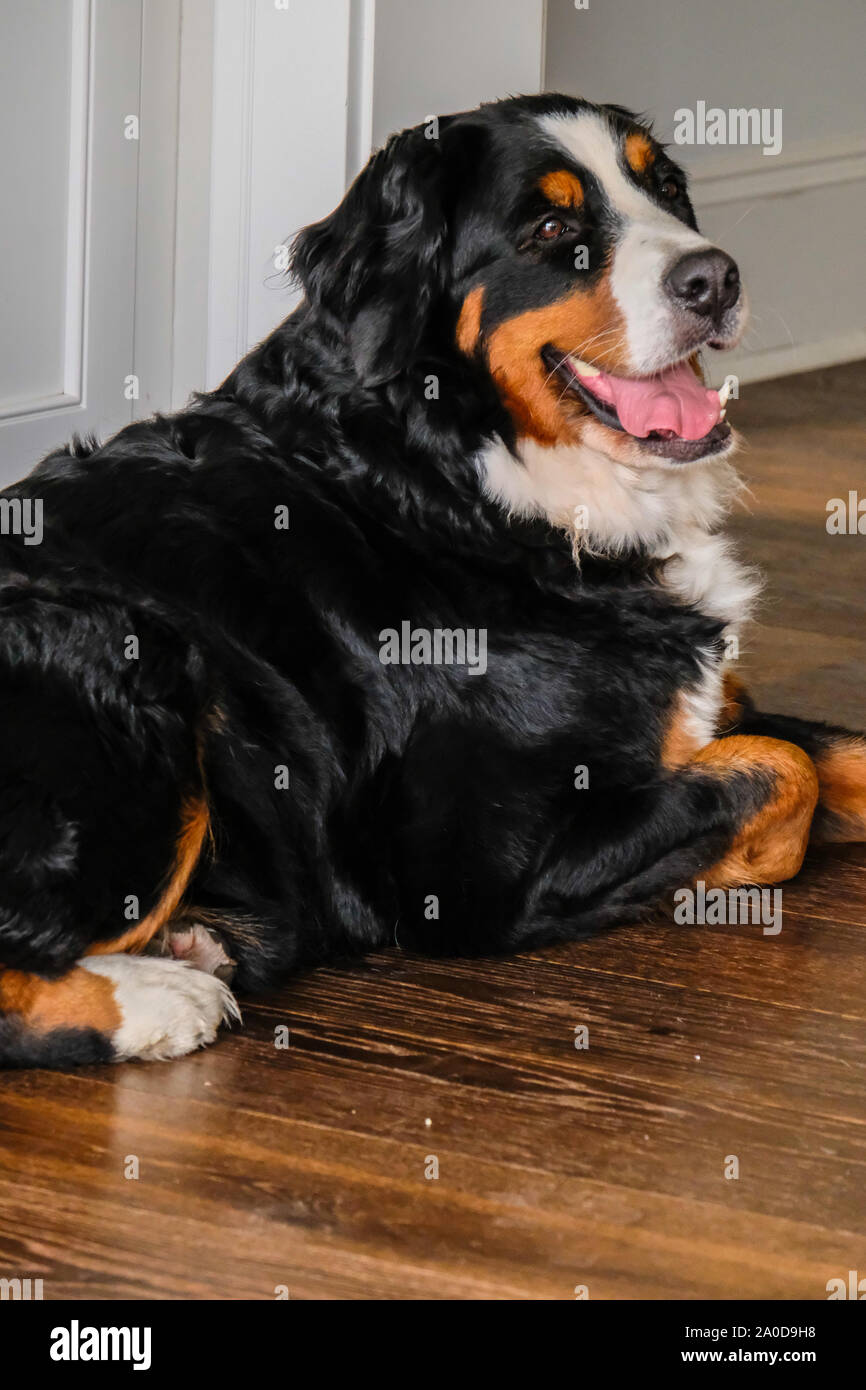 Zwei verspielte junge Berner Sennenhunde im Hinterhof Stockfoto