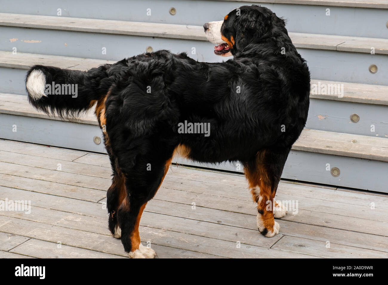 Zwei verspielte junge Berner Sennenhunde im Hinterhof Stockfoto