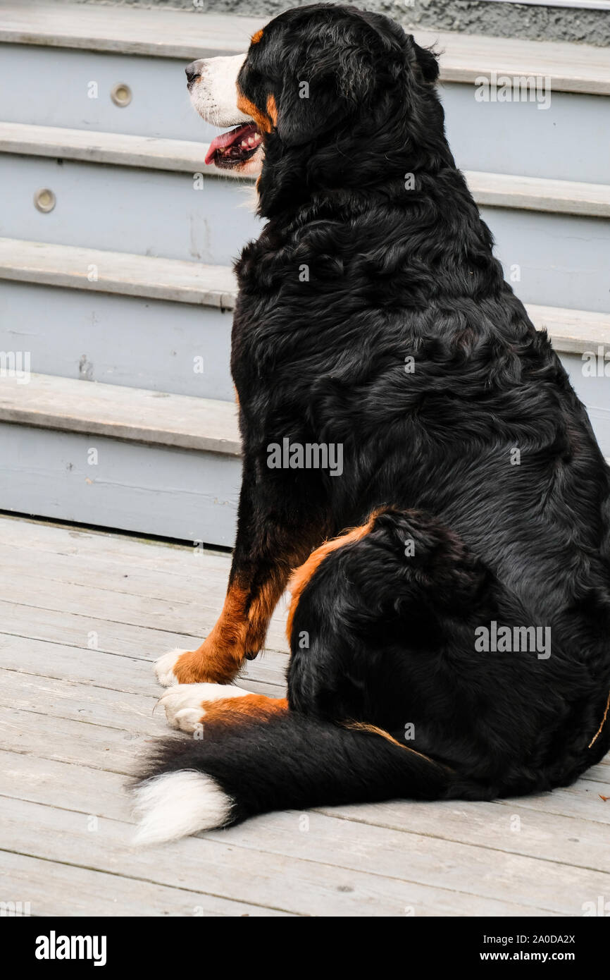 Zwei verspielte junge Berner Sennenhunde im Hinterhof Stockfoto