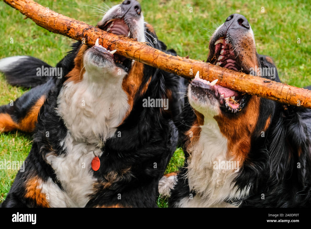 Zwei verspielte junge Berner Sennenhunde im Hinterhof Stockfoto