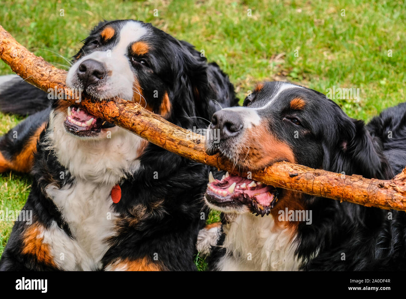 Zwei verspielte junge Berner Sennenhunde im Hinterhof Stockfoto