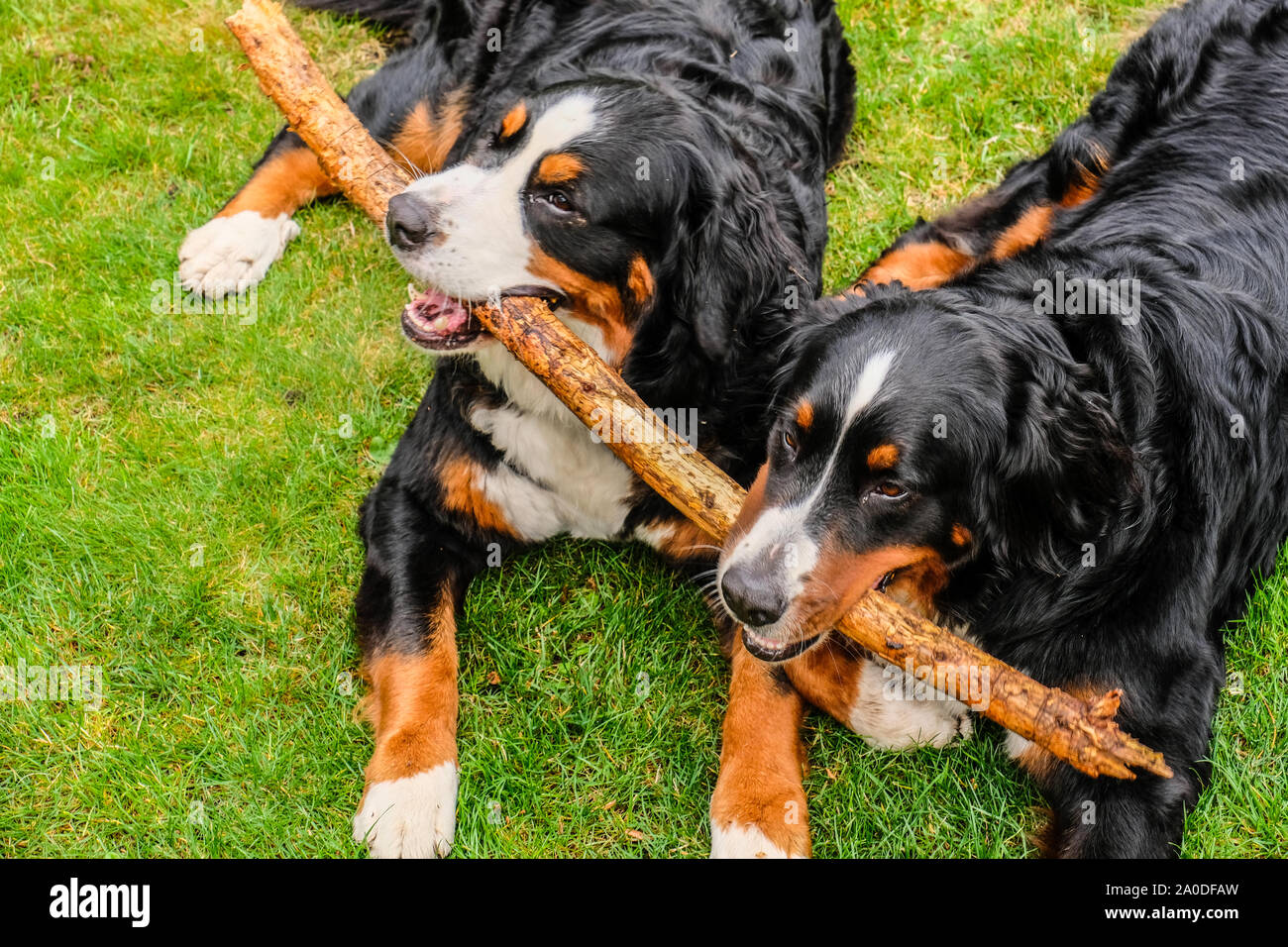 Zwei verspielte junge Berner Sennenhunde im Hinterhof Stockfoto