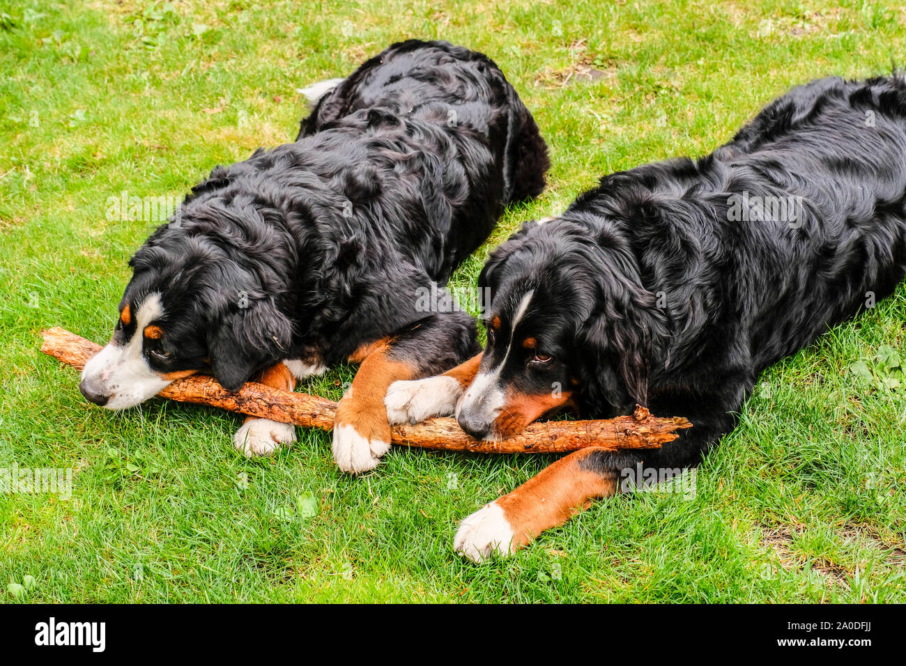 Zwei verspielte junge Berner Sennenhunde im Hinterhof Stockfoto