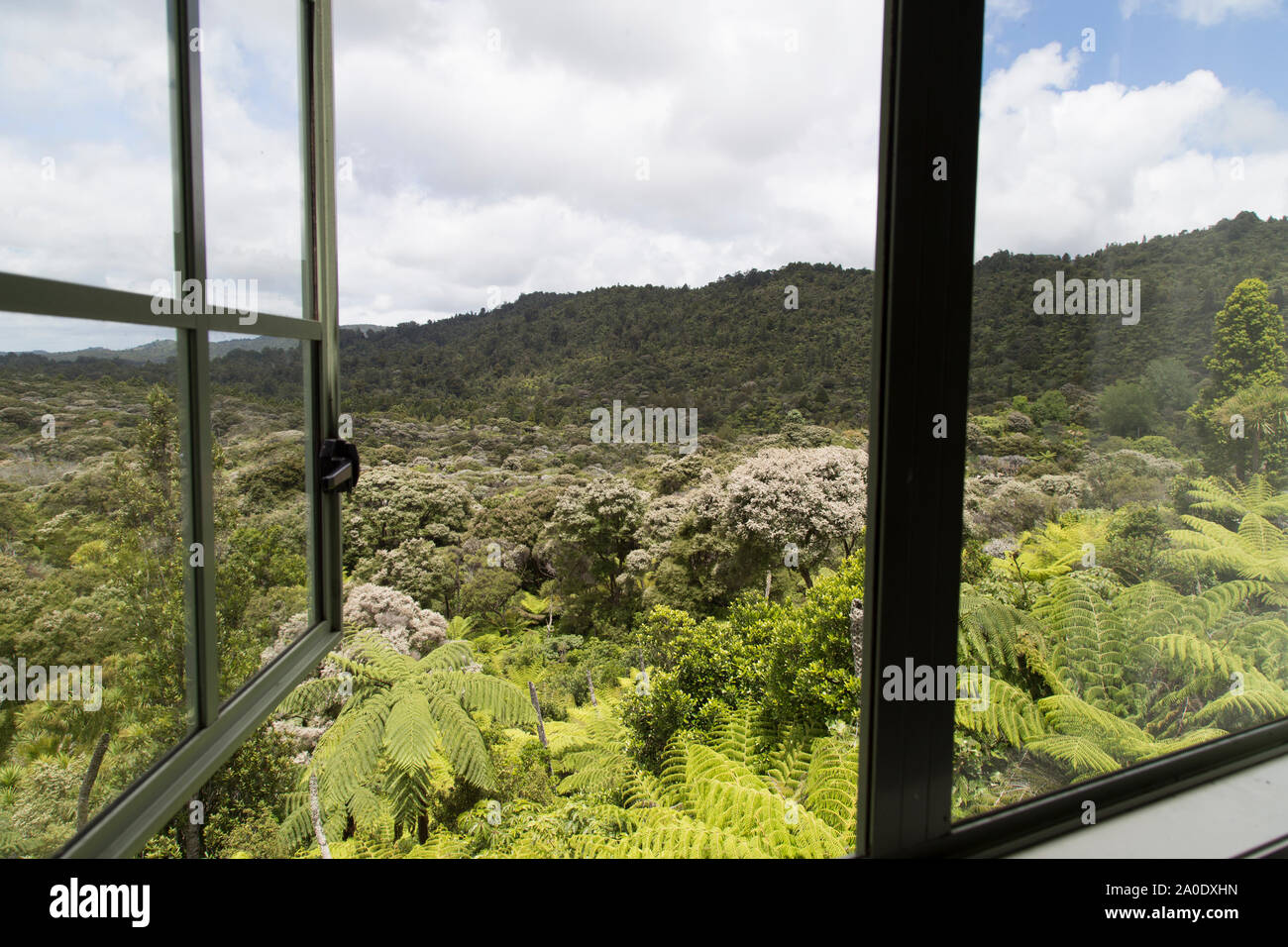 Blick aus dem Fenster nach unten zu Neuseeland native regeneriert Bush, Scenic Drive, Waitakere Ranges. Punga, Baumfarne, Manuka, Kanuka, Kauri, Rimu. Stockfoto