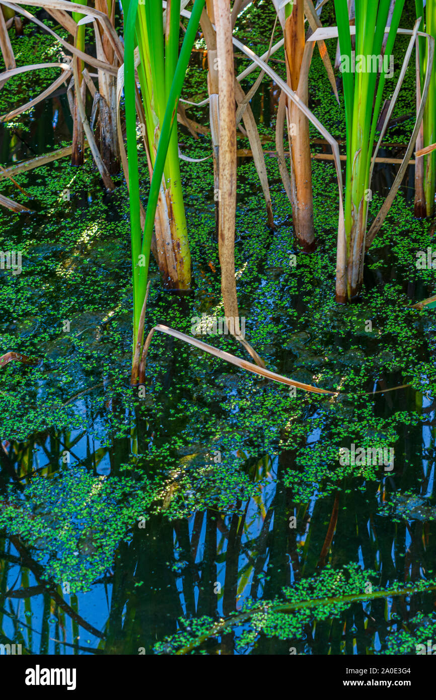 Abschnitt von schwimmenden Wasserlinsen & Marsh (Breitblättrige Cattail Typha latifolia) - Lebensraum für Wildtiere, Castle Rock Colorado USA. Foto im September getroffen. Stockfoto