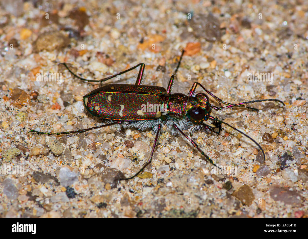 12-spotted Tiger beetle (Cincindela duodecimguttata) auf der Jagd nach Beute in sandigen Bereich in der Nähe des Creek, Castle Rock Colorado USA. Foto im September getroffen. Stockfoto