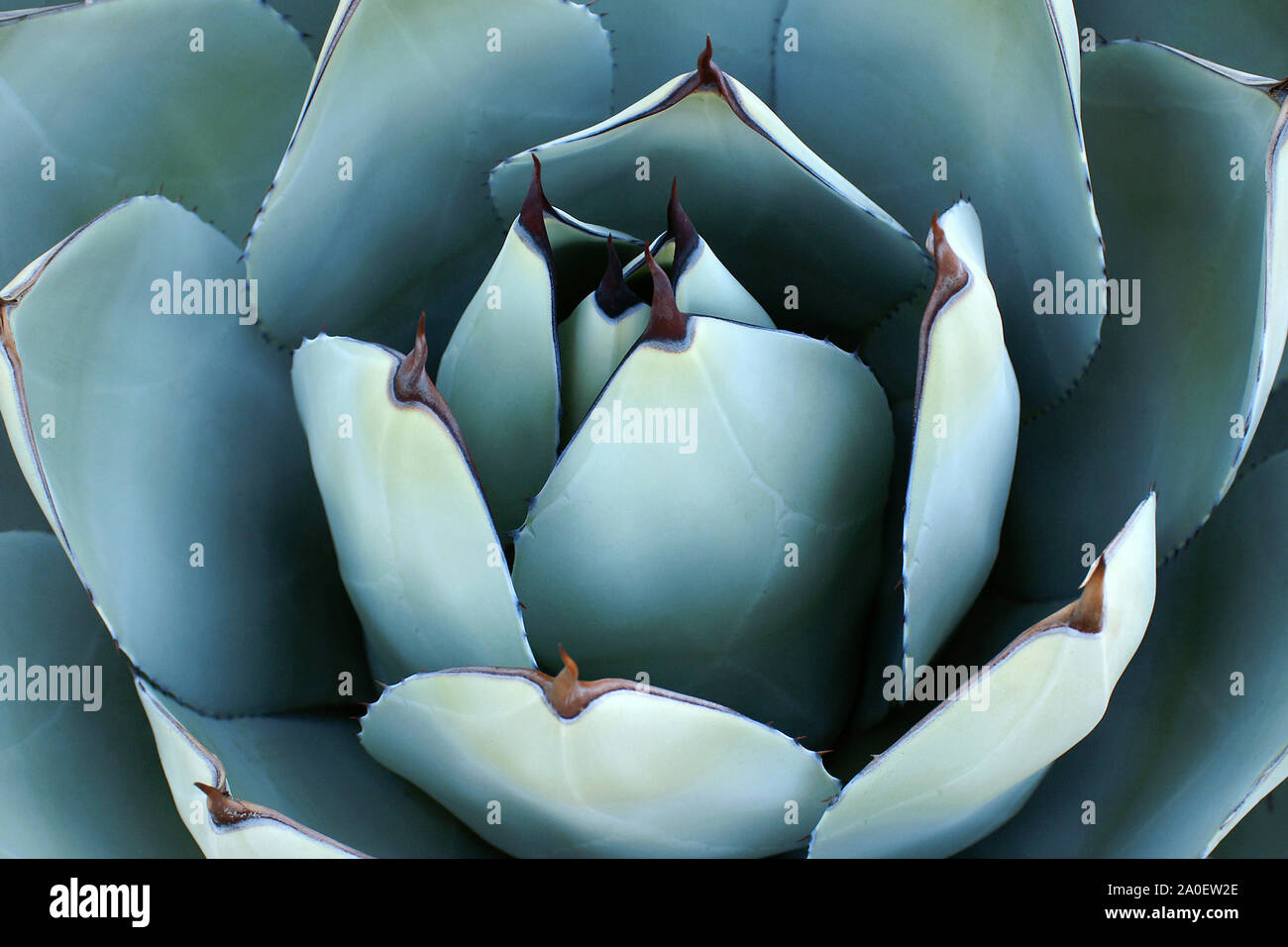 Overhead Nahaufnahme der Agave. Scharfe, Spitze, saftigen Agave Blätter bilden ein abstraktes Muster. Hintergrund Agave Blätter mit scharfen Dornen. Stockfoto