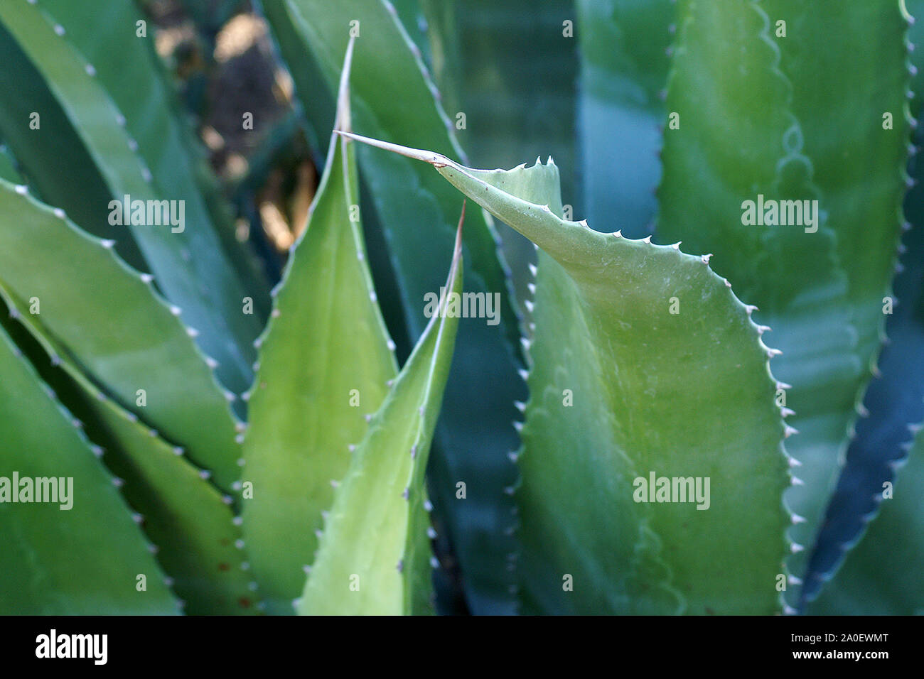 Aloe Vera Pflanze Nahaufnahme. Aloe Vera Blätter aus der Nähe mit Details zu spitzen, gezackte Ränder. Hintergrund Aloe Vera Blätter mit scharfen Dornen. Stockfoto