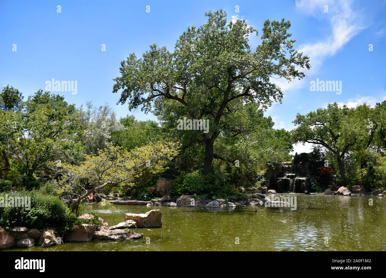 Cottonwood tree pollen Fotos und Bildmaterial in hoher Auflösung Alamy