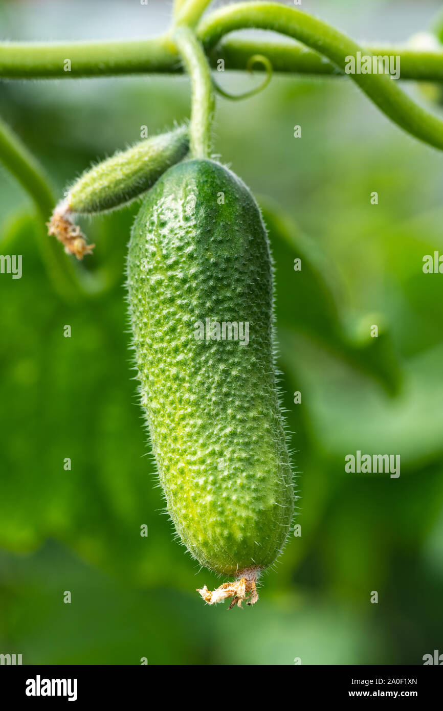 Gurkenanbau Stockfotos Gurkenanbau Bilder Alamy