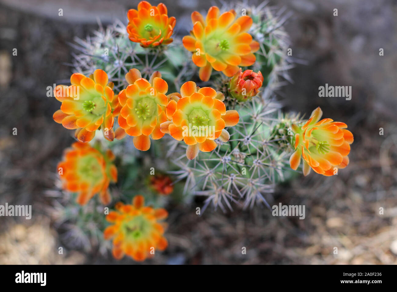 Orange gelb Blumen blühen auf Igel Kaktus in der Wüste. Scharfe Stacheln von Cactus surround Blüten und sind in sanften konzentrieren. Kingcup oder claretcup cactu Stockfoto