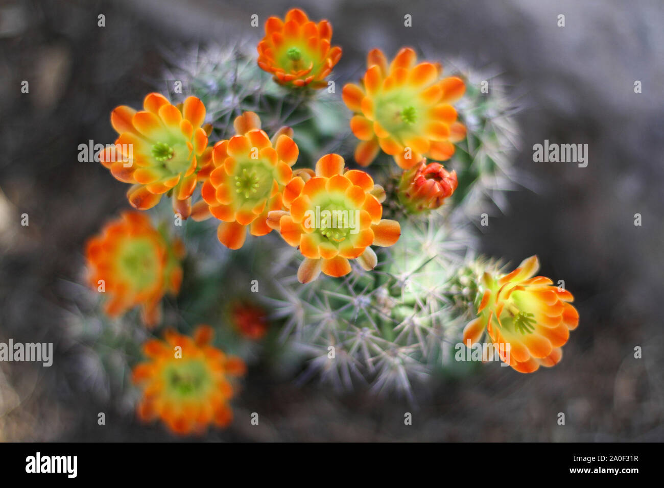 Orange gelb Blumen blühen auf Igel Kaktus in der Wüste. Kaktus Stacheln sind in Soft Focus im Hintergrund. Kingcup oder claretcup Kaktus (echinocer Stockfoto