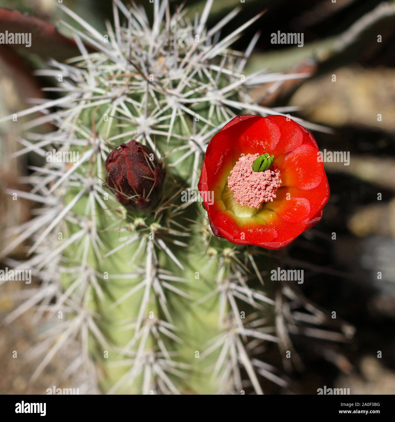 Red hedgehog Cactus flower einzelnen Blüte und Knospe durch scharfe Stacheln umgeben. Echinocereus triglochidiatus. Stockfoto