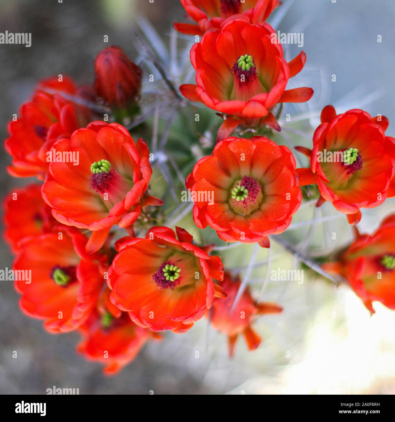 Rote Blumen blühen auf Igel Kaktus in der Wüste Nahaufnahme. Kingcup oder claretcup Kaktus (echinocereus triglochidiatus). Stockfoto