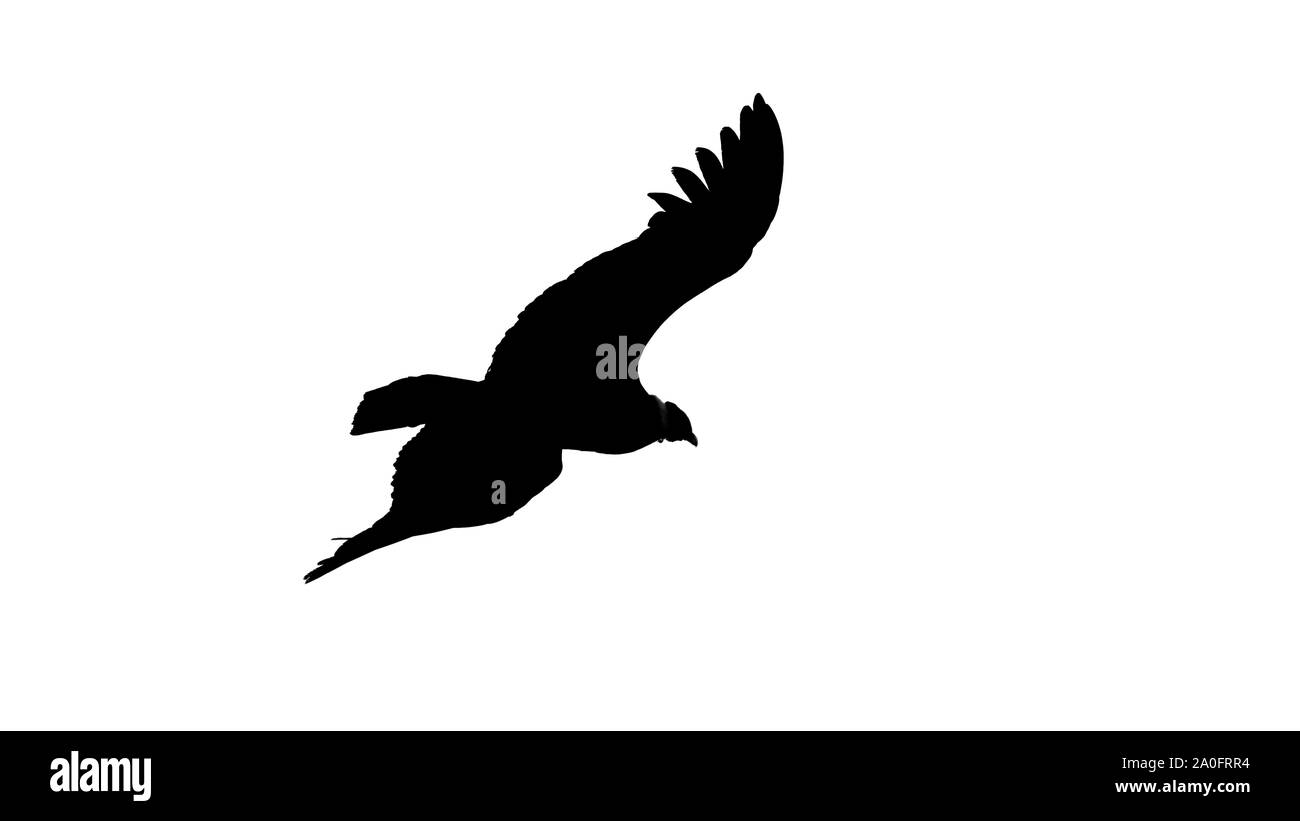 Die Silhouette eines männlichen Condor fliegen in Schwarz und Weiß Stockfoto