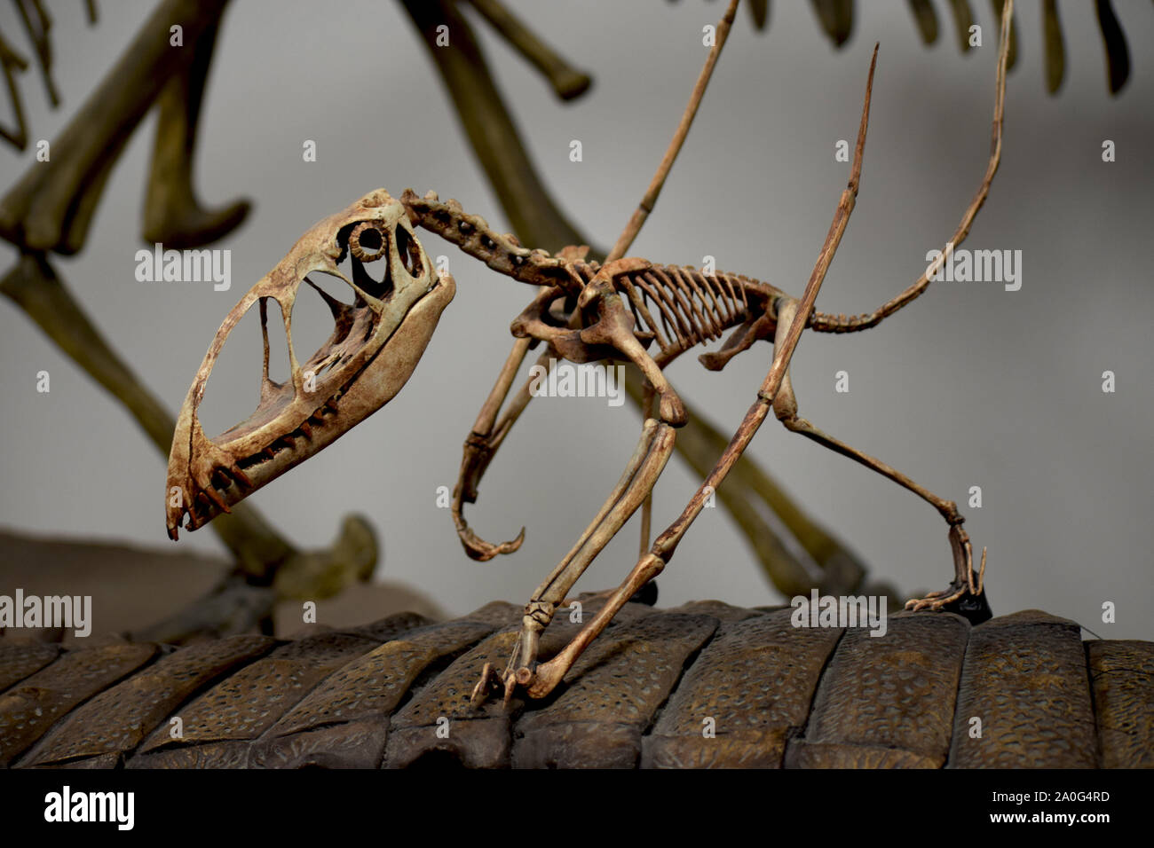 Vogel Skelett Stockfoto