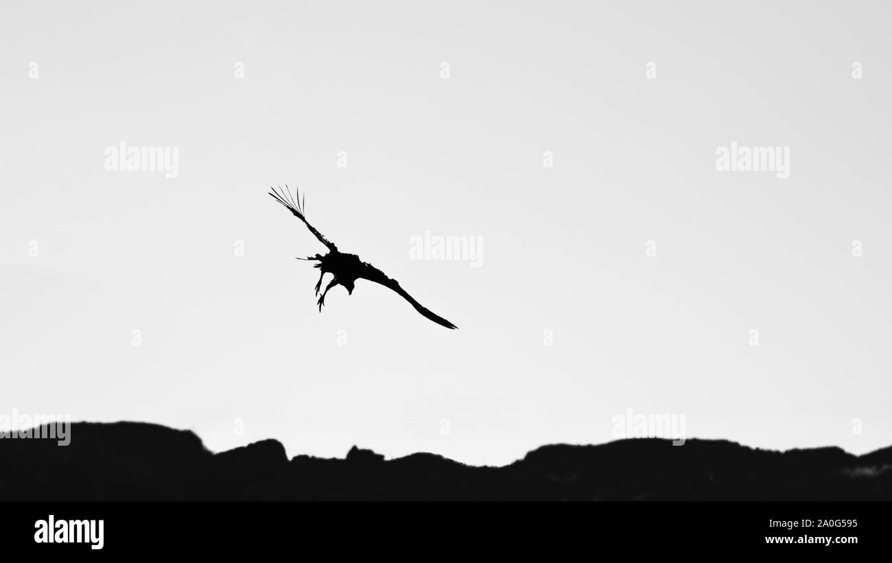 Die Silhouette eines riesigen Vogel vor der Landung in Schwarz und Weiß Stockfoto
