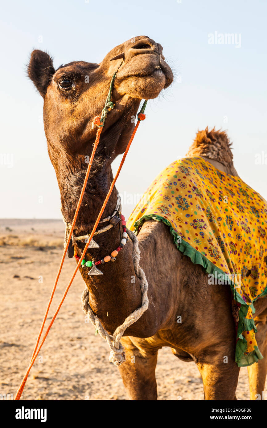 Ein Kamel in der Wüste Thar in Rajasthan, Indien auf einem touristischen Kamel Trek. Stockfoto
