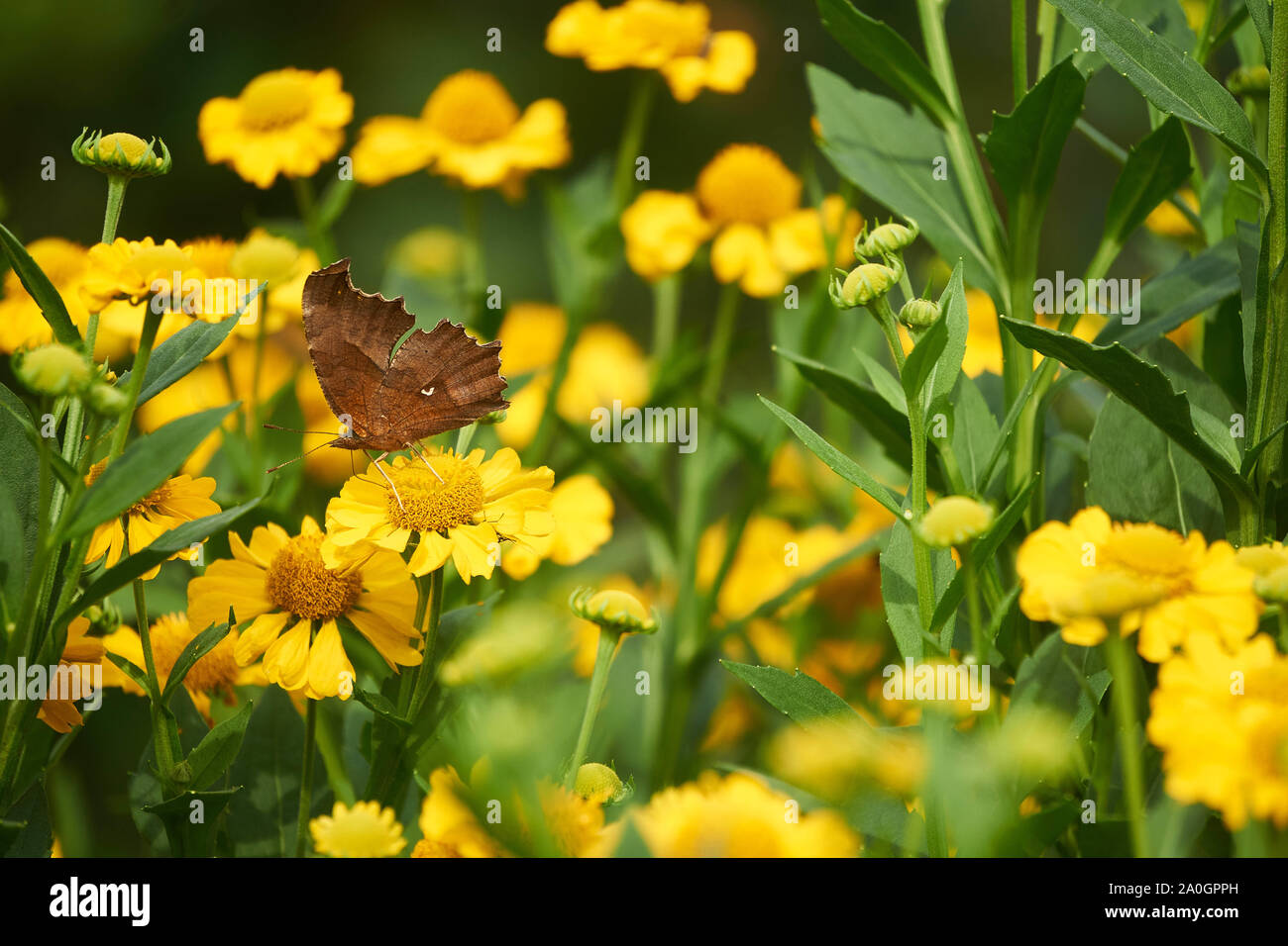 Ein asiatischer Komma- (Polygonia c-aureum) Schmetterling ruht im Herbst auf einer leuchtend gelben helenium-Pflanze (Niesen). Stockfoto