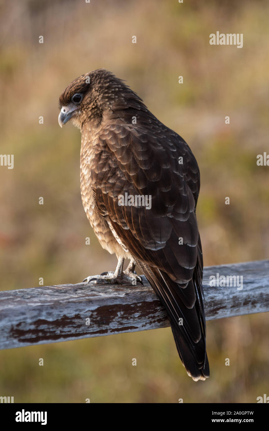Die chimango Karakara ia einen Raptor Vogel das Leben in Patagonien in Argentinien und Chile Stockfoto