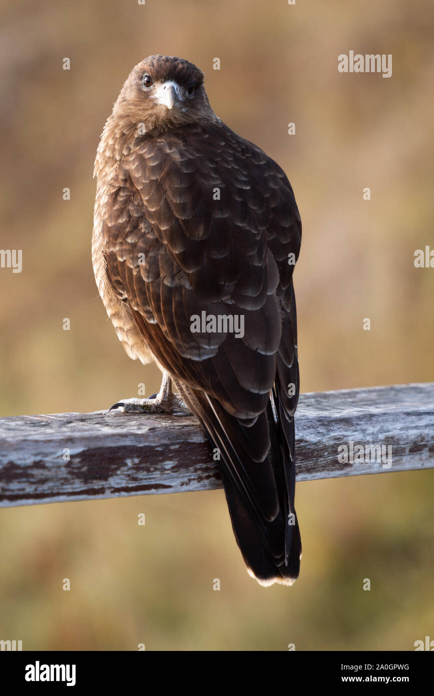 Die chimango Karakara ia einen Raptor Vogel das Leben in Patagonien in Argentinien und Chile Stockfoto