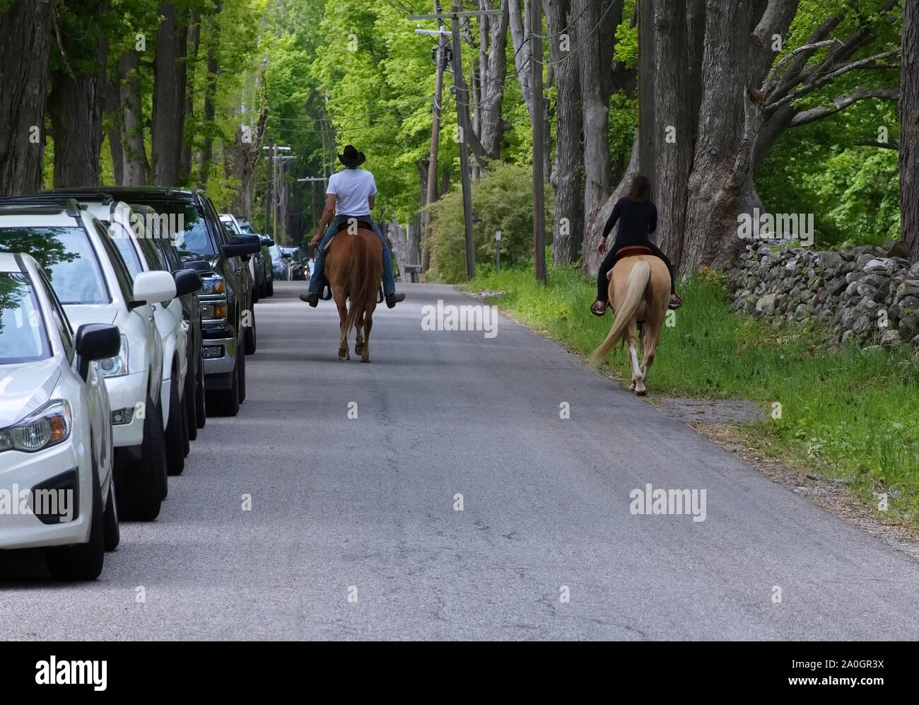 Ein paar Pferde auf einer ruhigen Landstraße voll von geparkten Autos auf die Schulter. Stockfoto
