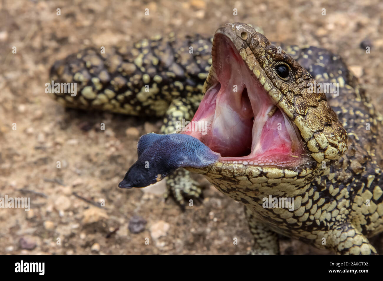 Nahaufnahme von einem Blauen genutet oder shingleback Skink zeigt seine Zunge, South Australia Stockfoto