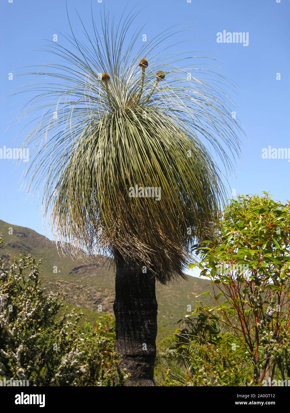 Krone eines Kingia Australis, eine australische Gras Baum, Stirling Range National Park, Western Australia Stockfoto