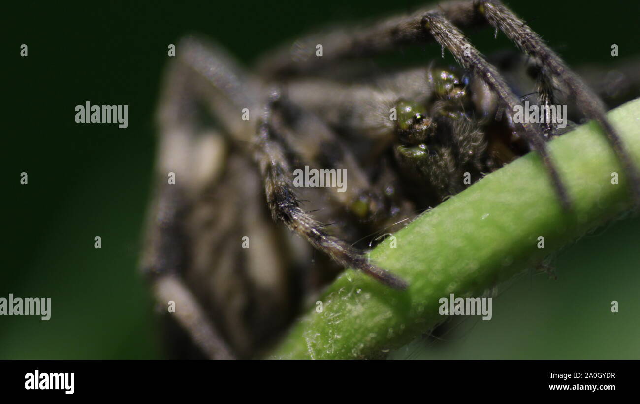 Sehen DURCH DIE AUGEN EINER SPINNE Stockfoto