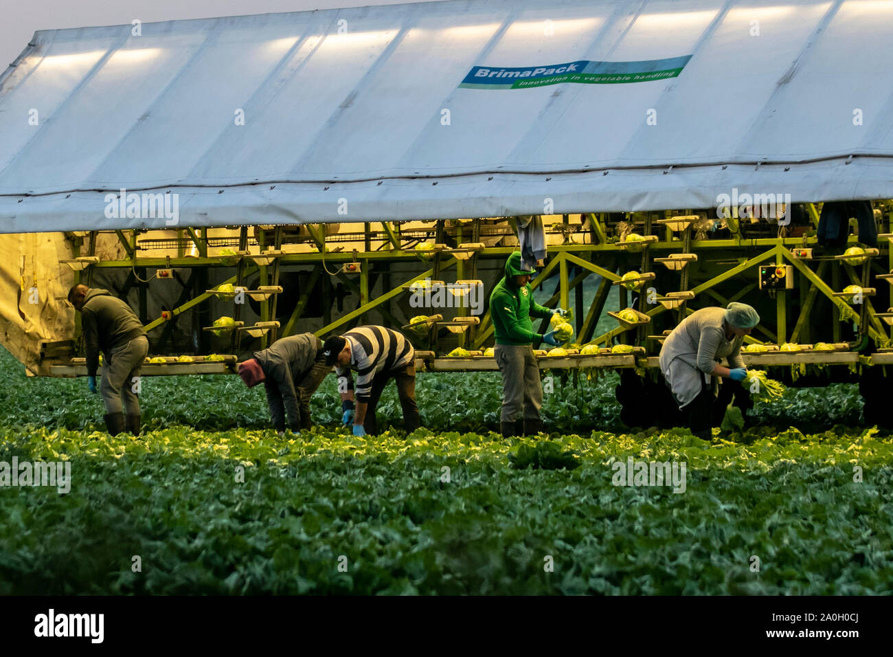 Rufford, Lancashire. UK Wetter. September, 2019 20. Trocken, am frühen Morgen Start für Kohl Picker in Rufford. EU-Bürger und Wanderarbeitnehmer in ländlichen Lancashire Ernte Anfang Kohl unter Flutlicht in der Morgendämmerung mit BRIMAPack Maschinen die Einstufung von Gemüse in der Landwirtschaft und Lebensmittelindustrie zu automatisieren. Wissen, wann Kohl zu holen ist besonders wichtig, wenn Regen erwartet wird. Reifen sind möglicherweise durch starke Regenfälle oder über Bewässerung aufgeteilt werden, so dass sie ungenießbar. Die Ernte sollte geschehen, bevor der Regen hat eine Chance, das Erntegut zu beschädigen. Kredit; MediaWorldImages/AlamyLiveNews Stockfoto