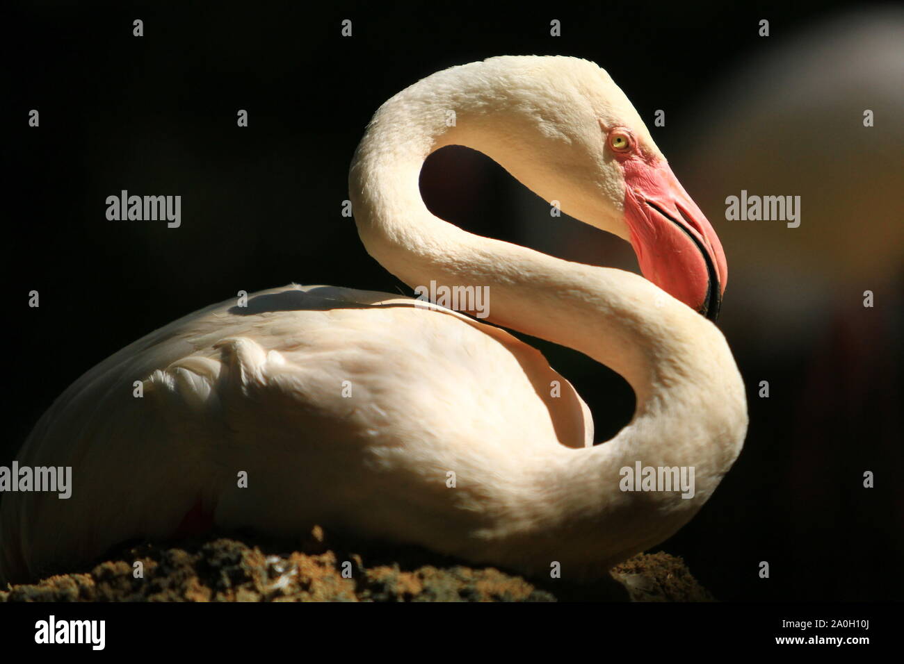 Flamingo isolieren mit schwarzem Hintergrund. Stockfoto