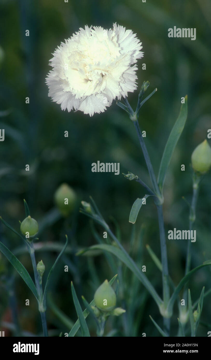 Einzelne weiße Nelke (DIANTHUS CARYOPHYLLUS) Stockfoto