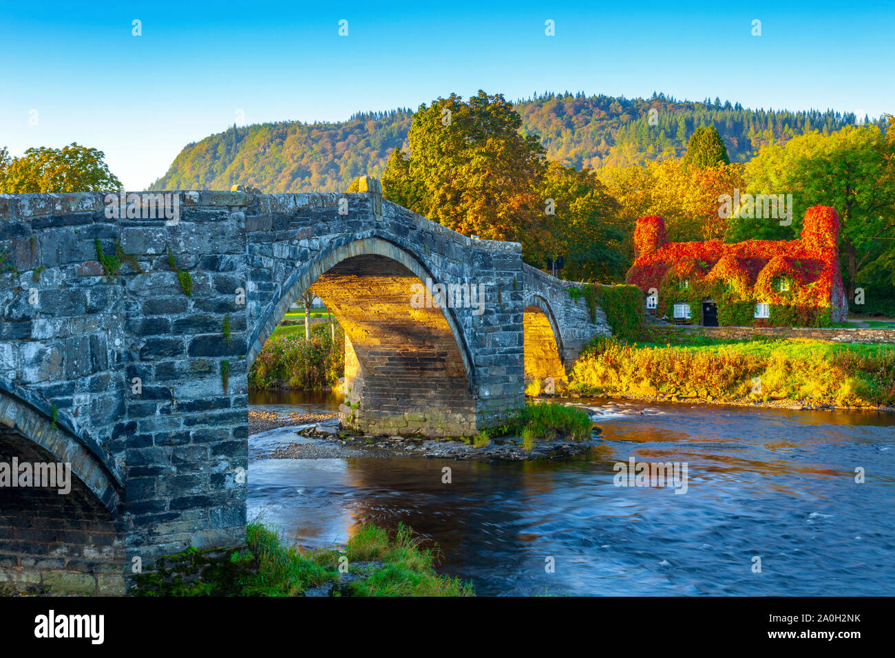 Trefriw, Conwy, North Wales, UK. UK Wetter: Freitag, 20. September 2019. Eine kühle Frische morgen in Llanrwst im Norden von Wales entlang der Ufer des Flusses Conwy als Virginia kriechende Efeu nimmt auf der Herbst Farbe leuchtend roten auf der TU HWNT I'R BONT Teestuben. Jedes Jahr ein Spektakel, dass Fotografen Erfassung während Ende September. UK Credit: DGDImages/Alamy leben Nachrichten Stockfoto