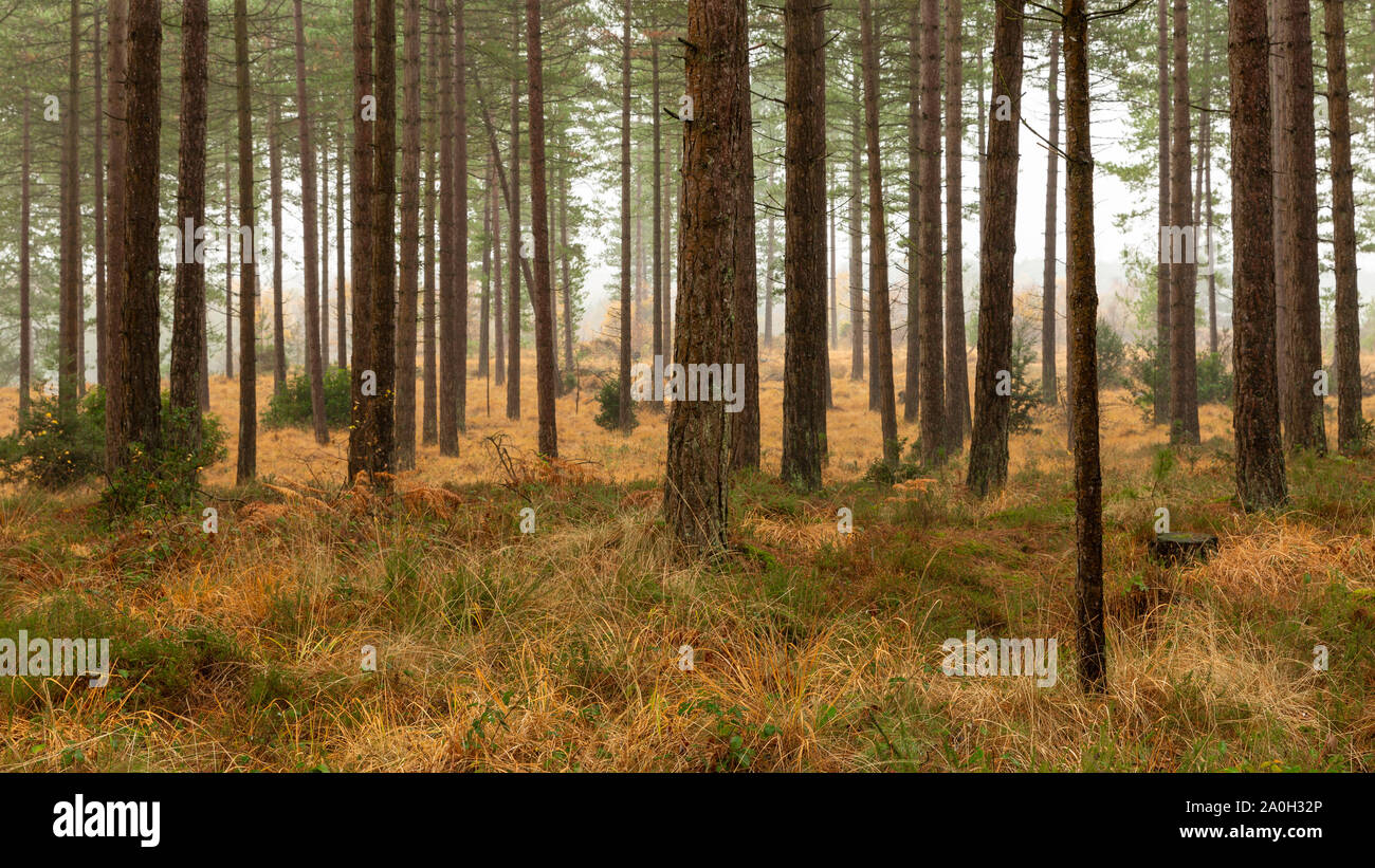 Wald im Herbst mit Nebel Stockfoto