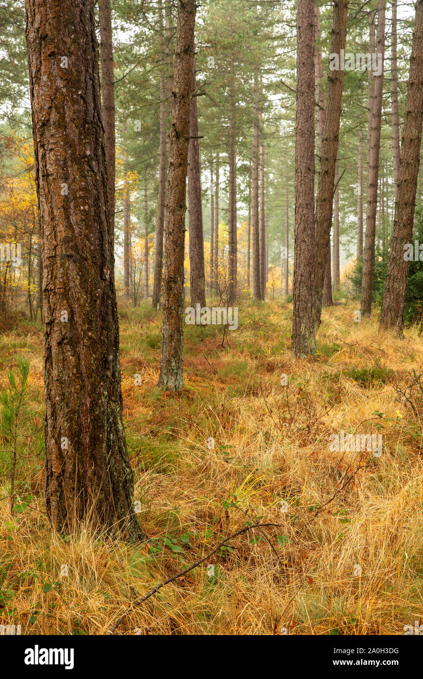 Wald im Herbst mit Nebel Stockfoto