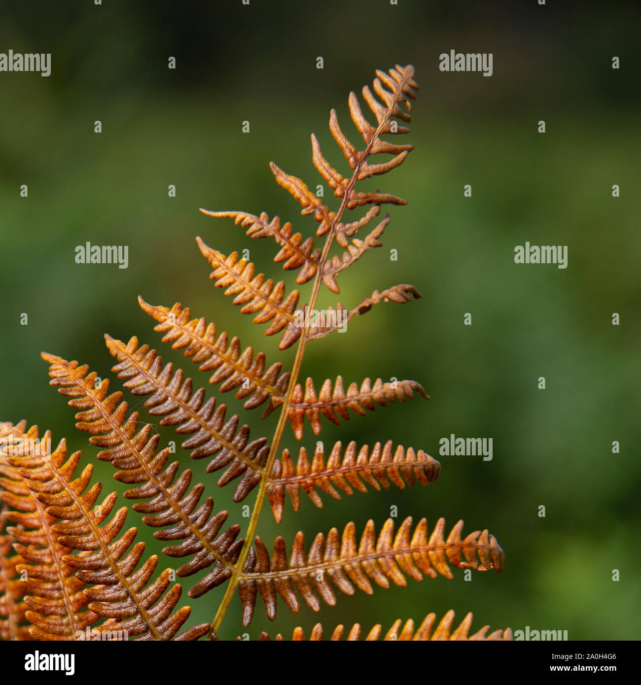 Bracken oder Farn Familie Dennstaedtiaceae. Farnpflanzen (pteridophyta) Gefäßpflanzen. Dieses ist auf Herbst Farbe. Stockfoto