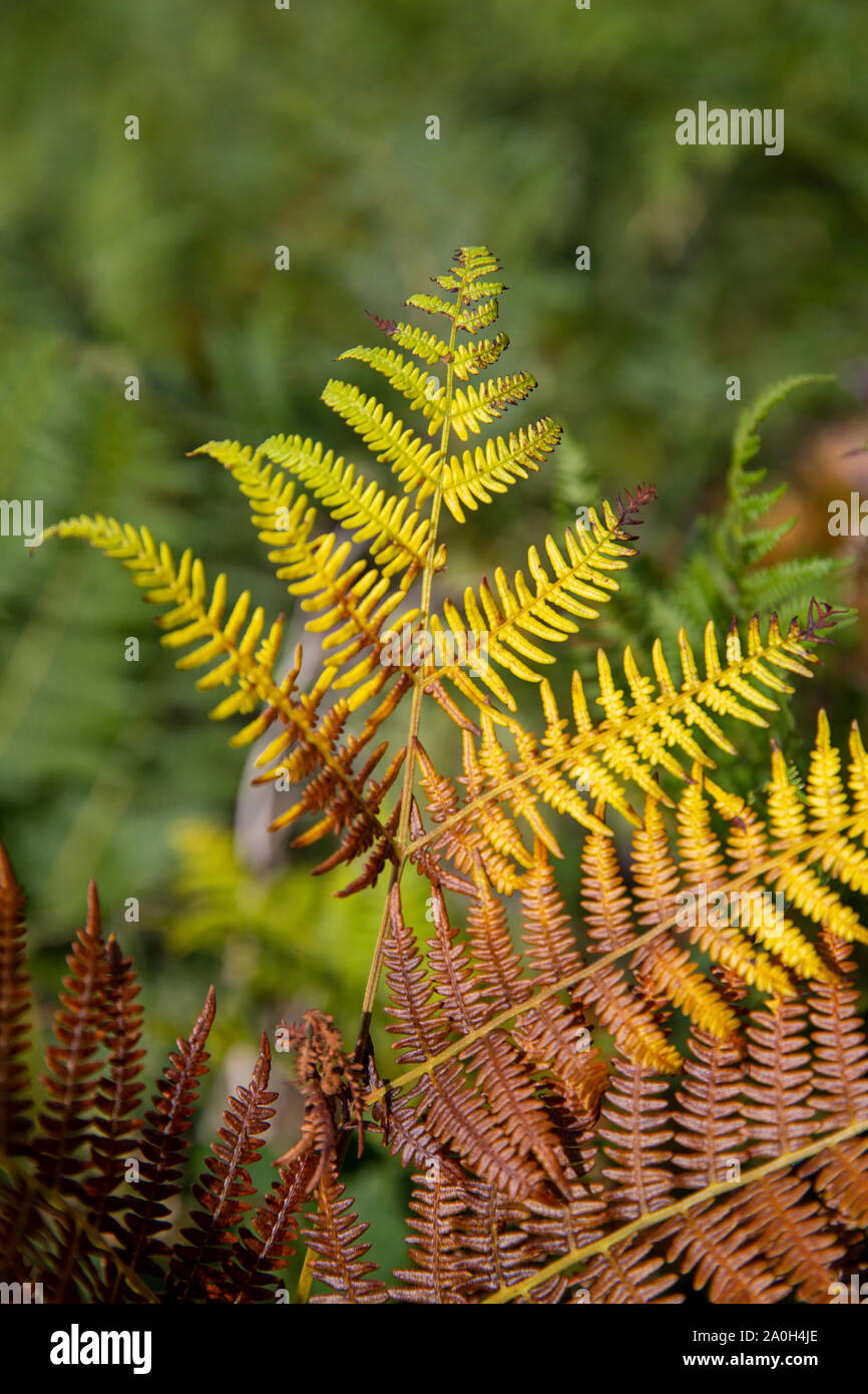 Bracken oder Farn Familie Dennstaedtiaceae. Farnpflanzen (pteridophyta) Gefäßpflanzen. Dieses ist auf Herbst Farbe. Stockfoto